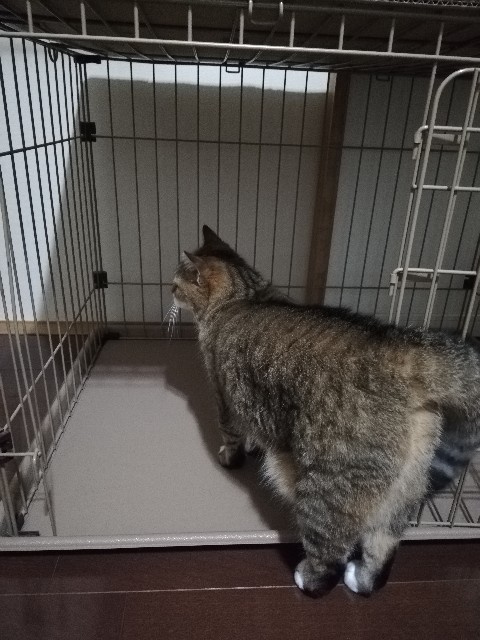 f:id:kuro3919:20191016180123j:plain f:id:kuro3919:20191016180123j:plain