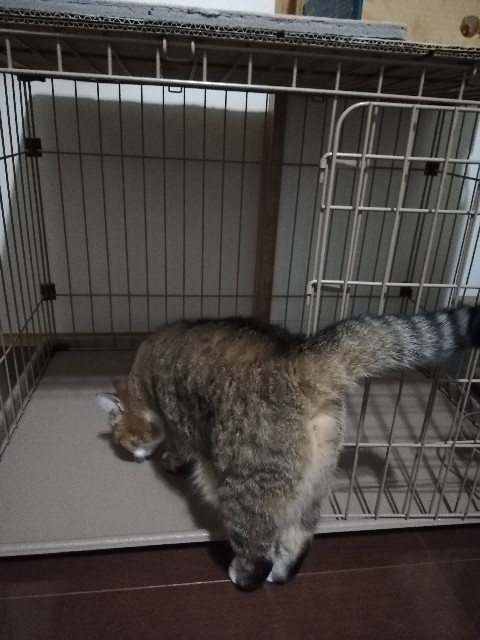 f:id:kuro3919:20191016180143j:plain f:id:kuro3919:20191016180143j:plain