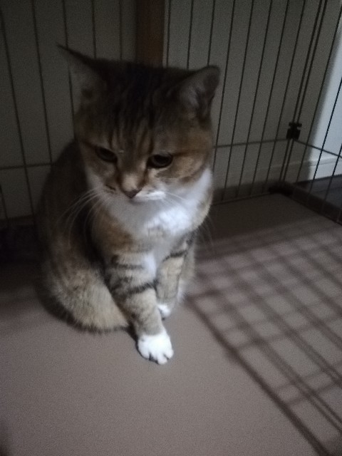 f:id:kuro3919:20191016180210j:plain f:id:kuro3919:20191016180210j:plain