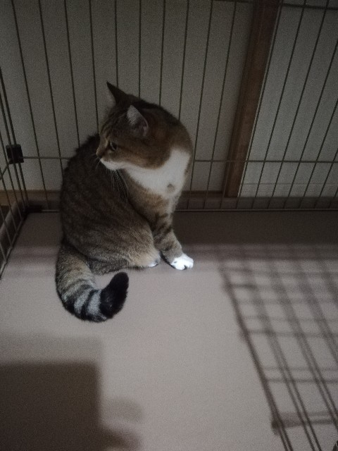 f:id:kuro3919:20191016185325j:plain f:id:kuro3919:20191016185325j:plain