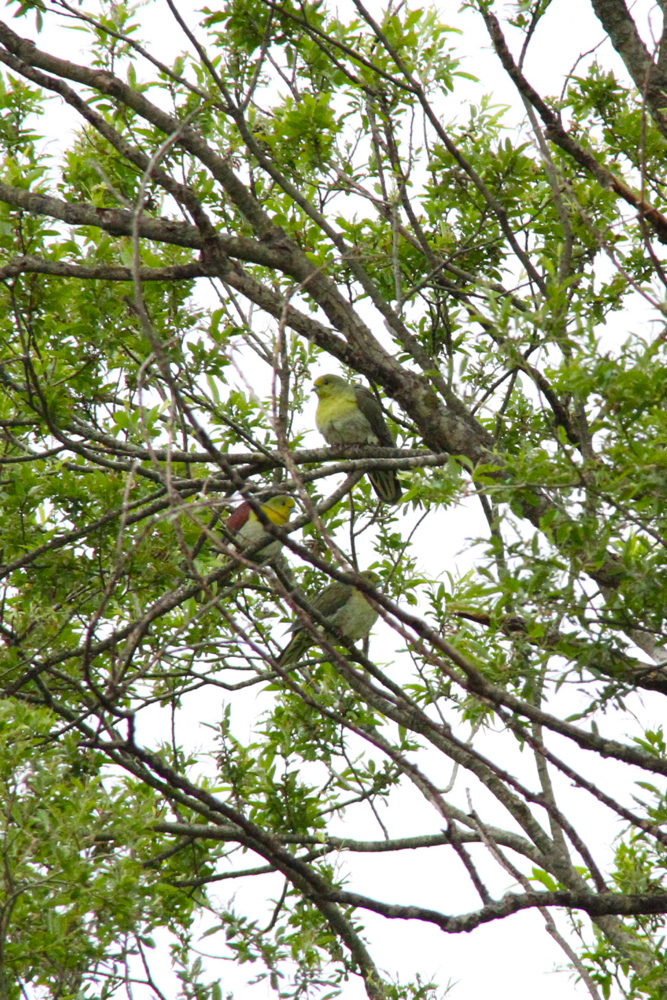 [アオバト][鳥][滝川]