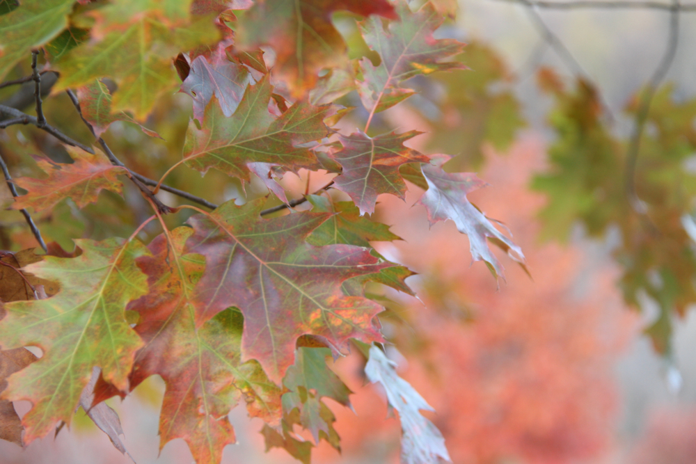 f:id:kuroandy:20151023160833j:plain f:id:kuroandy:20151023160833j:plain