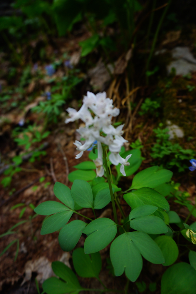 f:id:kuroandy:20170506102338j:plain f:id:kuroandy:20170506102338j:plain