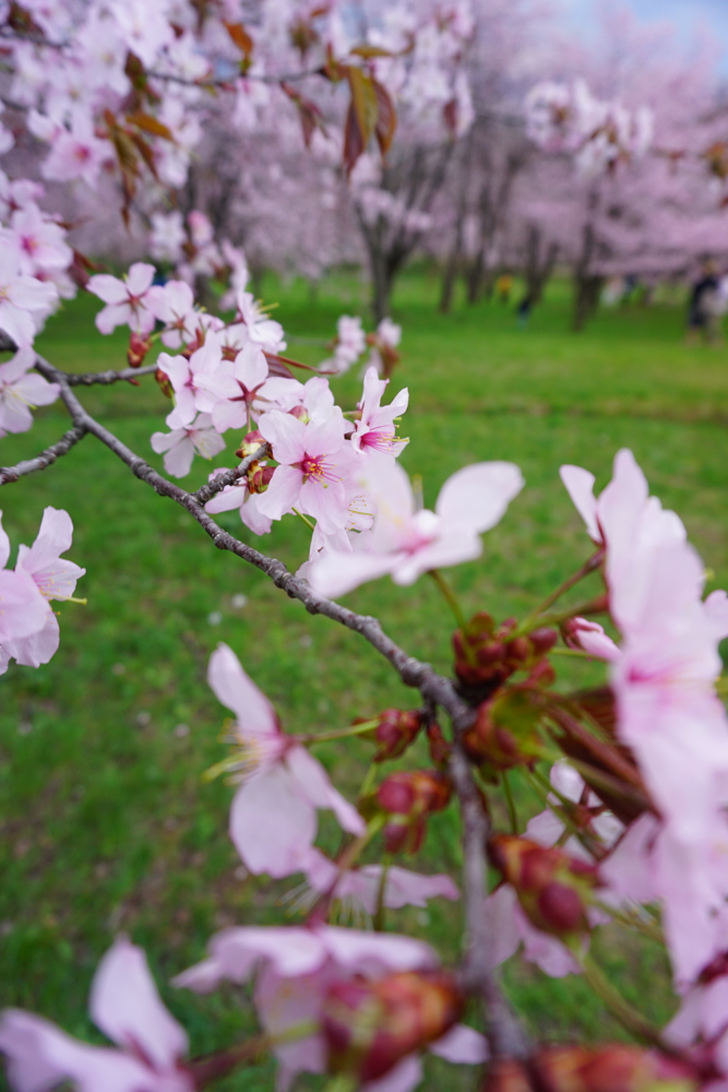 f:id:kuroandy:20170506132044j:plain f:id:kuroandy:20170506132044j:plain