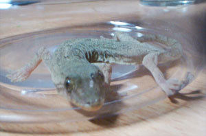 f:id:kuroihikari:20160919060018j:plain