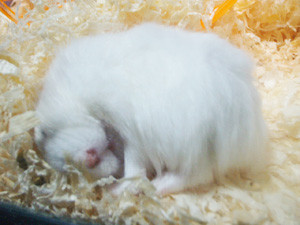 f:id:kuroihikari:20160919060118j:plain