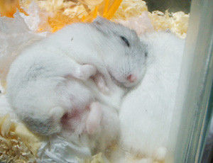 f:id:kuroihikari:20160919060119j:plain