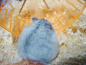 f:id:kuroihikari:20160919060120j:plain