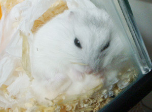 f:id:kuroihikari:20160919060121j:plain