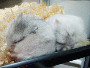 f:id:kuroihikari:20160919060123j:plain