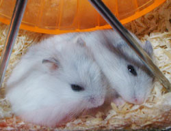 f:id:kuroihikari:20160919060126j:plain