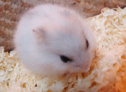 f:id:kuroihikari:20160919080500j:plain