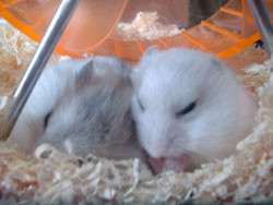 f:id:kuroihikari:20160919080502j:plain