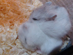 f:id:kuroihikari:20160919080503j:plain