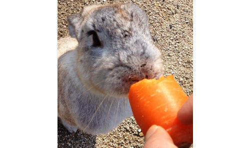 f:id:kuroihikari:20191224091035j:plain