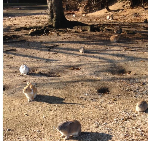 f:id:kuroihikari:20191224111927j:plain