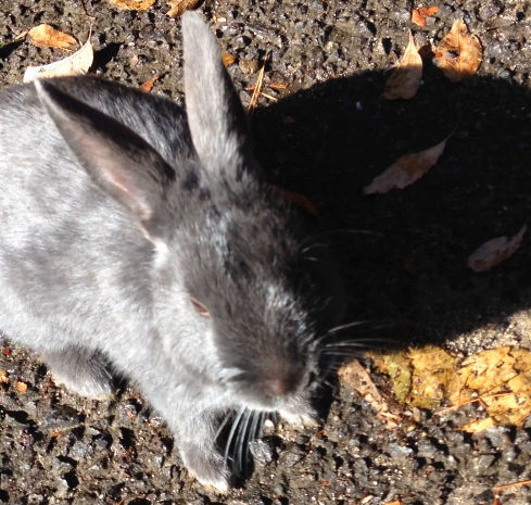 f:id:kuroihikari:20191224112740j:plain