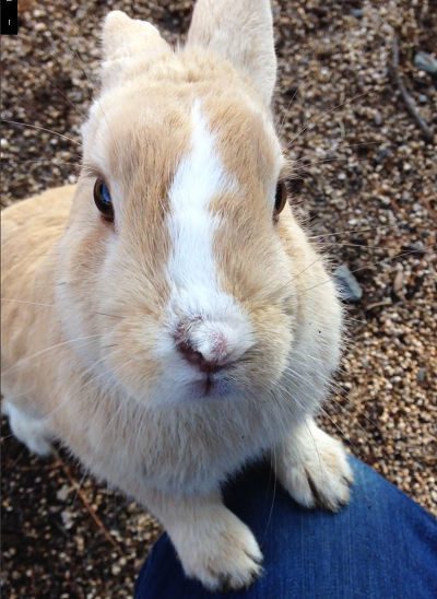 f:id:kuroihikari:20191224114234j:plain