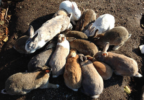 f:id:kuroihikari:20191224134219j:plain