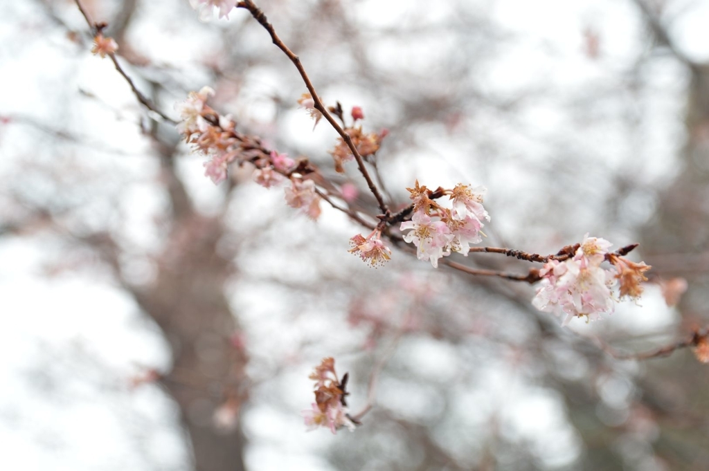 f:id:kuroimogura:20190211195250j:plain