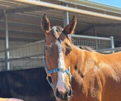 オーストラリア共有馬、サザンクレセントの写真。