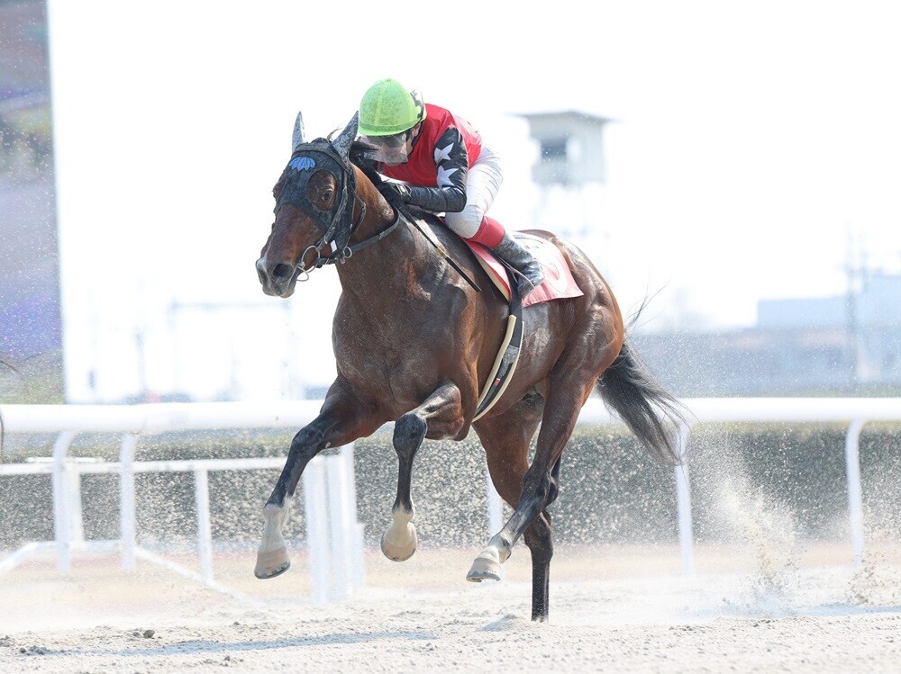YGG所属馬オールスティールの2025年3月の写真