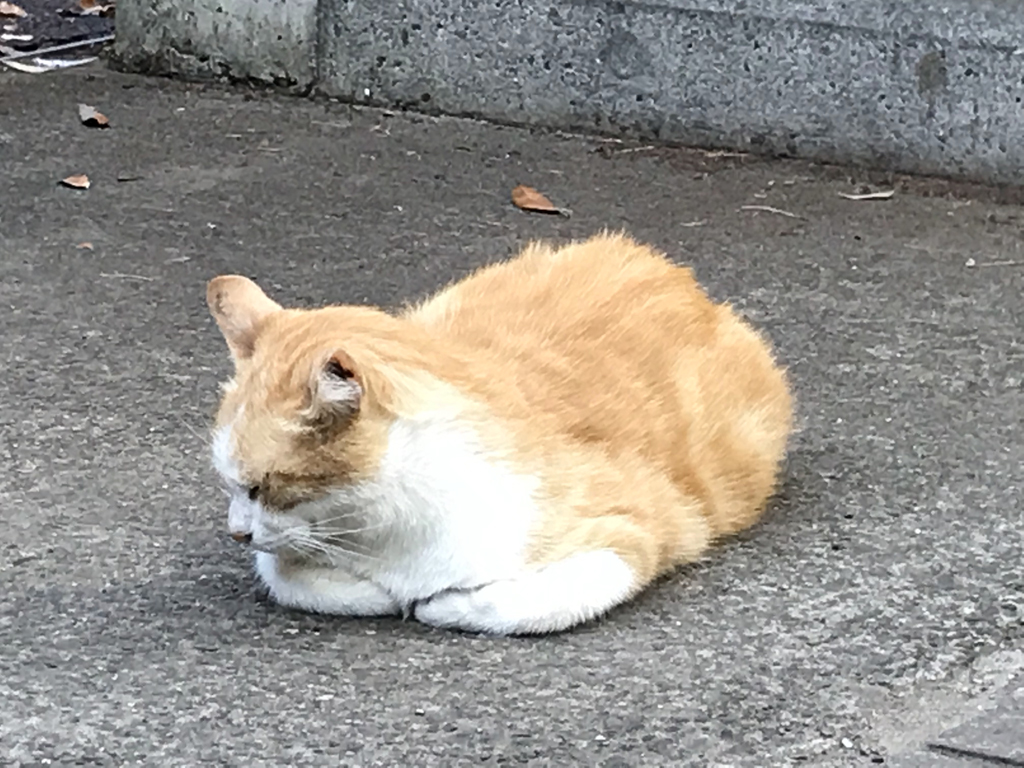 f:id:kurokitsune:20190701184059j:plain f:id:kurokitsune:20190701184059j:plain