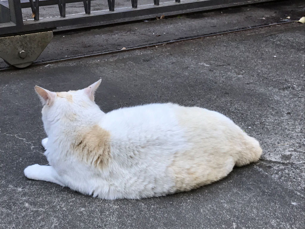 f:id:kurokitsune:20190701184121j:plain f:id:kurokitsune:20190701184121j:plain