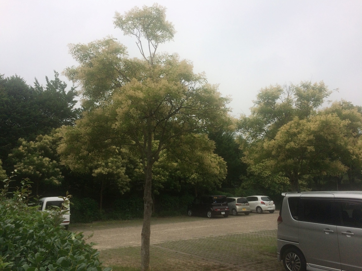 f:id:kuroko66:20190703104829j:plain
