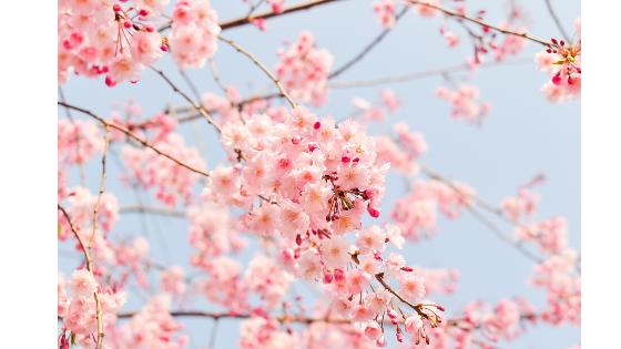 f:id:kuroko_ikizama:20200604174843p:plain
