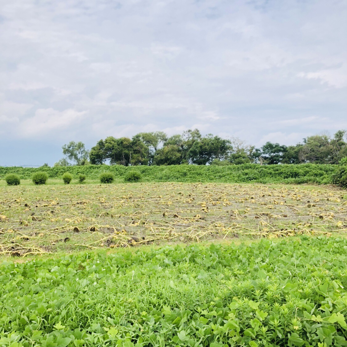 f:id:kurokohanako:20190901124930j:plain f:id:kurokohanako:20190901124930j:plain