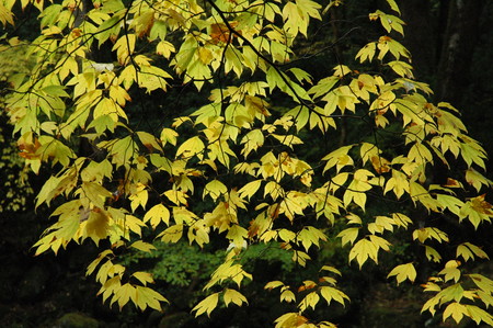 f:id:kurokoshusaru:20061111101111j:image