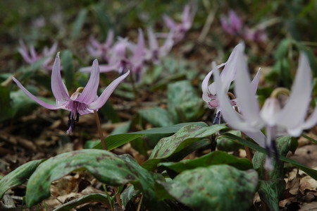 f:id:kurokoshusaru:20070430172833j:image