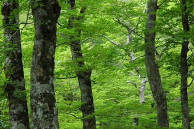 f:id:kurokoshusaru:20070619183823j:image