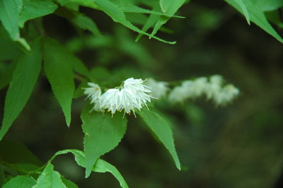 f:id:kurokoshusaru:20070715193559j:image