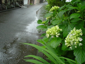 f:id:kurokoshusaru:20080524191530j:image