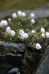 f:id:kurokoshusaru:20090523160924j:image f:id:kurokoshusaru:20090523160924j:image