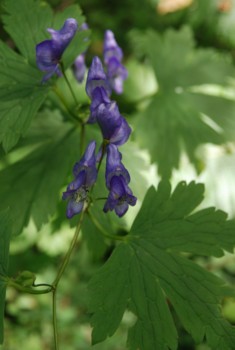 f:id:kurokoshusaru:20090923183103j:image