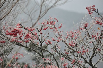 f:id:kurokoshusaru:20111123193729j:image