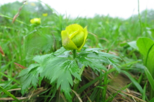 f:id:kurokoshusaru:20120719202958j:image