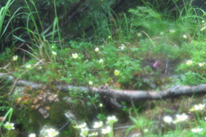 f:id:kurokoshusaru:20120719203127j:image f:id:kurokoshusaru:20120719203127j:image