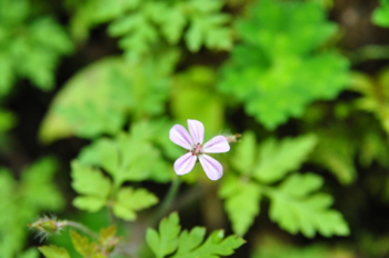 f:id:kurokoshusaru:20120725181801j:image:right