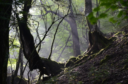 f:id:kurokoshusaru:20120730171012j:image