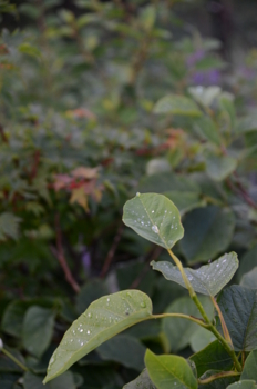 f:id:kurokoshusaru:20120731183117j:image f:id:kurokoshusaru:20120731183117j:image