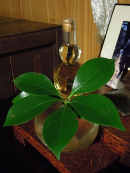 f:id:kurokoshusaru:20121002192513j:image f:id:kurokoshusaru:20121002192513j:image