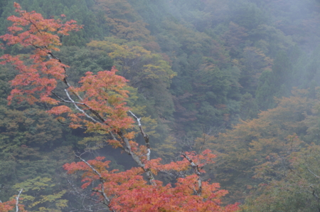 f:id:kurokoshusaru:20121029180111j:image f:id:kurokoshusaru:20121029180111j:image