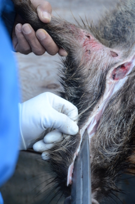 f:id:kurokoshusaru:20121220164906j:image