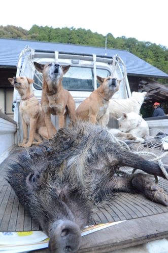 f:id:kurokoshusaru:20121220170234j:image