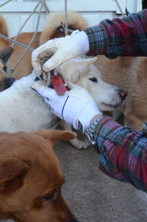 f:id:kurokoshusaru:20130219190832j:image f:id:kurokoshusaru:20130219190832j:image