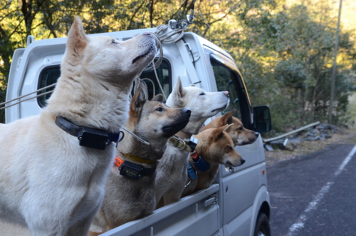 f:id:kurokoshusaru:20130219191115j:image f:id:kurokoshusaru:20130219191115j:image